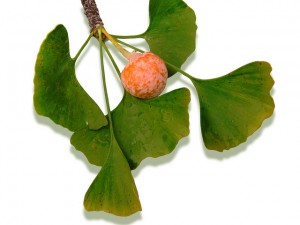 La feuille du Ginkgo est un puissant antioxydant naturel