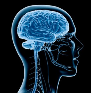 La feuille de Ginkgo Biloba bio, excellente pour la fonction cognitives du cerveau