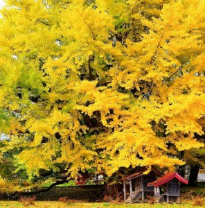 C'est en automne que la feuille de Ginkgo bio est le plus chargée en antioxydant naturel puissant