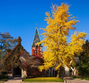 Le Ginkgo Biloba en automne.
