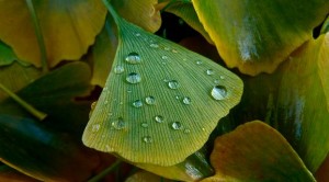 La feuille de Ginkgo biloba bio un antioxydant naturel puissant.