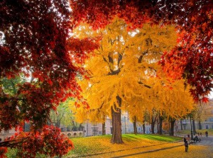 La feuille de Ginkgo bio est ramassée à l'automne, c'est là qu'elle est le plus chargée en antioxydant naturel puissant