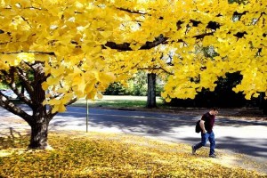 Les feuilles du Ginkgo biloba sont riches en antioxydants naturels puissants
