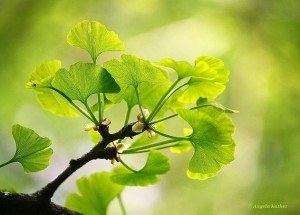 Le ginkgo est riche en antioxydants naturels puissants