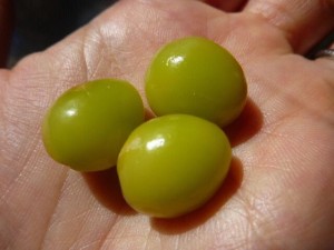 Le fruit du Ginkgo biloba bio aussi utilisé en Asie pour ces propriétés médicinales